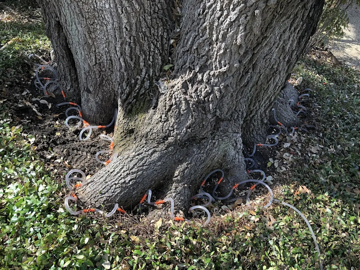 Detailed Tree Cabling and Bracing job site in Canadensis