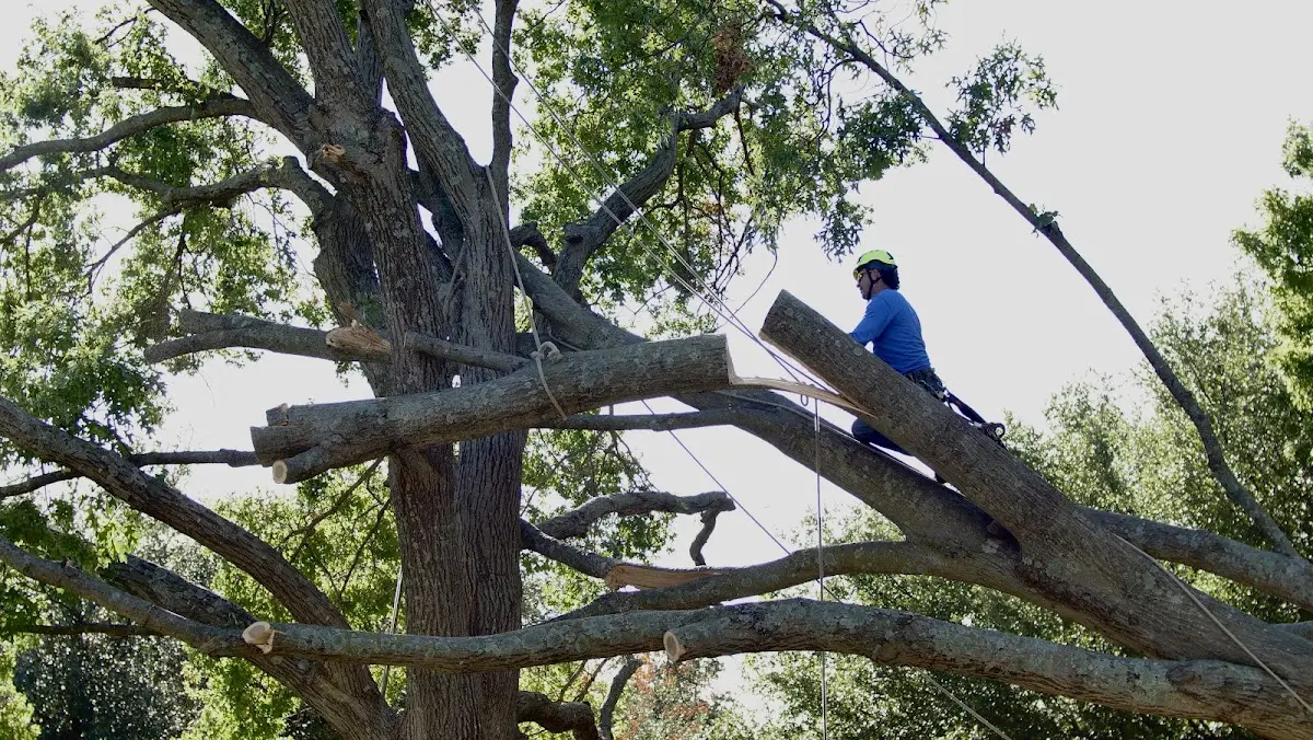 Professional Crown Thinning performed by certified arborists in Canadensis