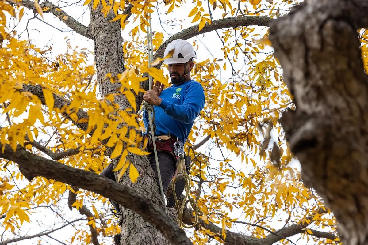 Skilled Tree Transplanting crew working in Canadensis