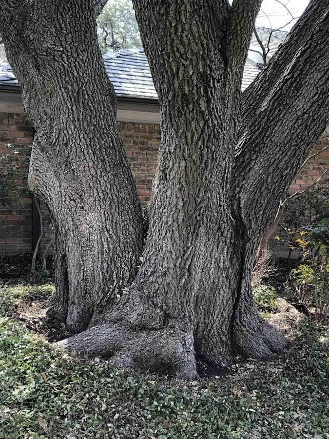 Mature heritage tree close to a Canadensis property cared for by certified arborists